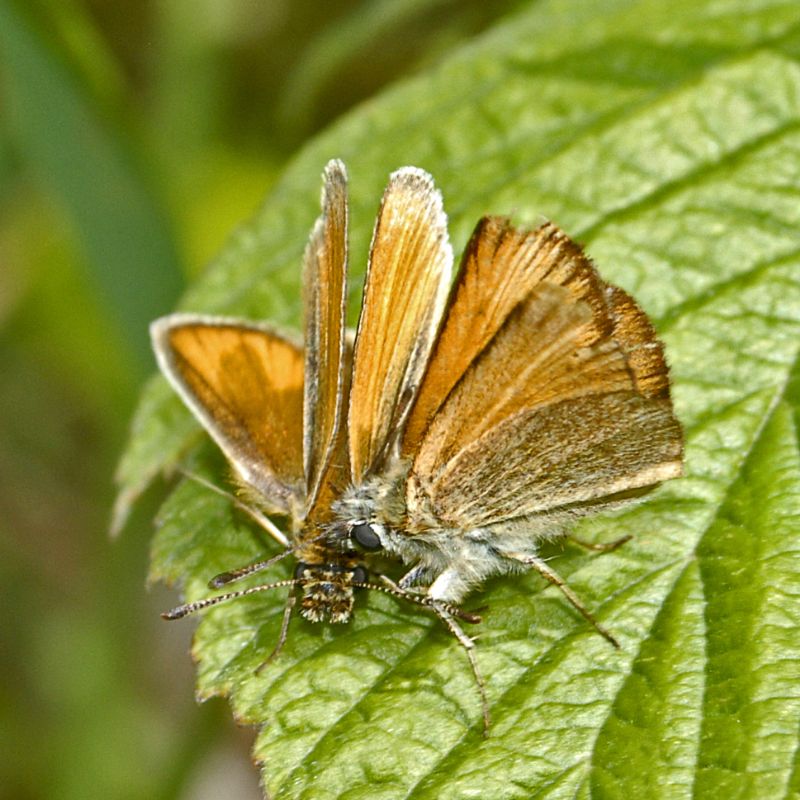 Una coppia di Thymelicus da identificare - Thymelicus sp.